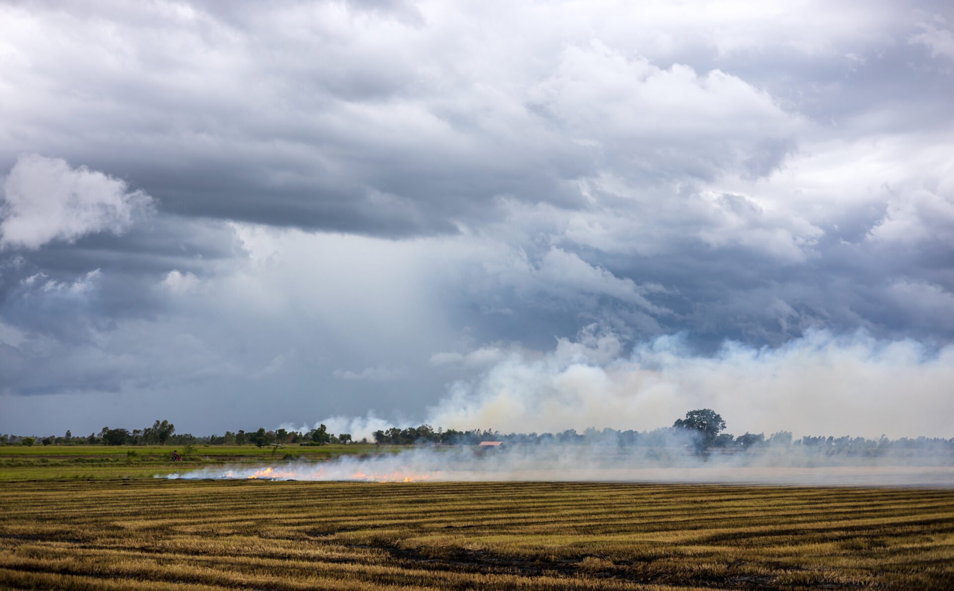 Dense smoke drifting across rice fields from stubble burning