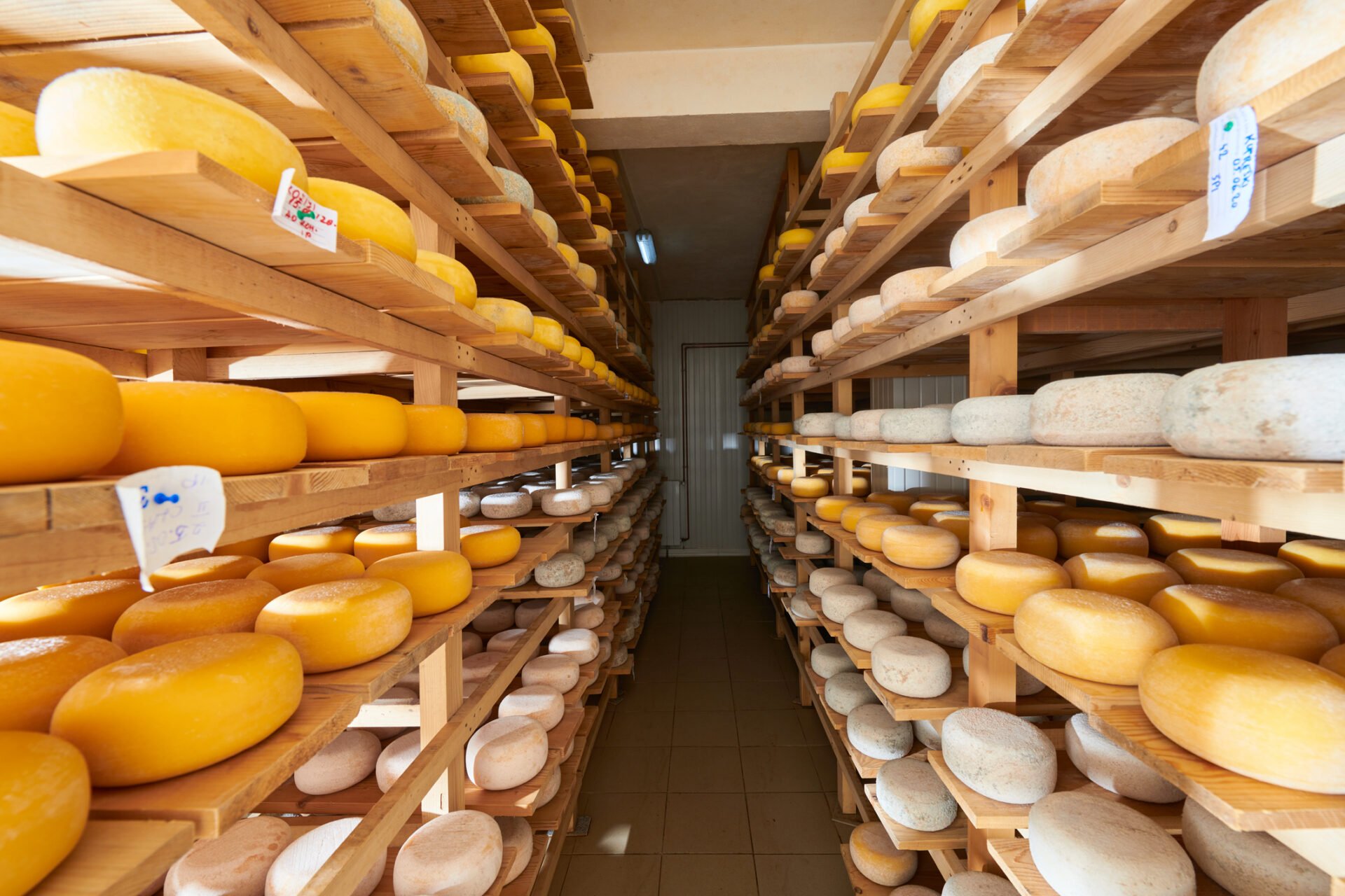 Cheddar cheese aging shelves in production facility